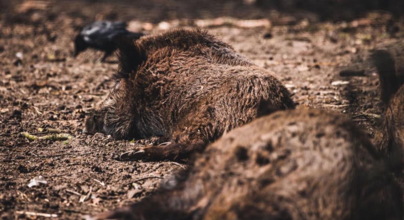 Fogyatkoznak a vadászok, nő a vaddisznóteríték: ki védi meg a gazdák termését?