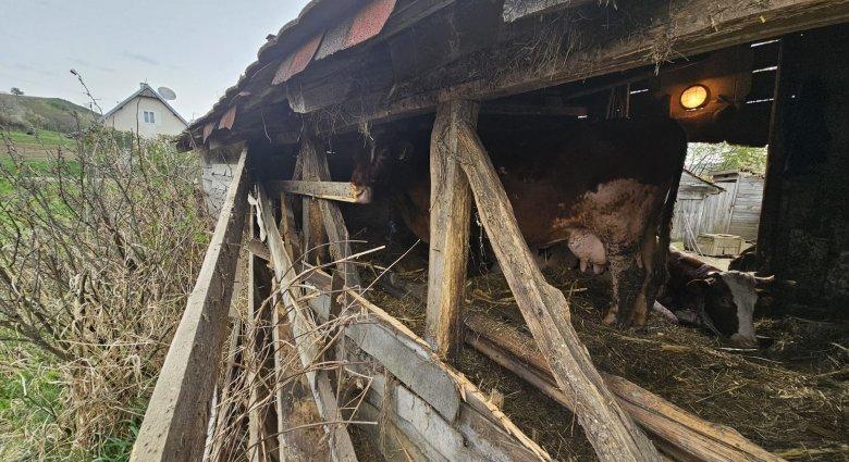 Kutyát ölt, teheneket sebzett a medve Kobátfalván