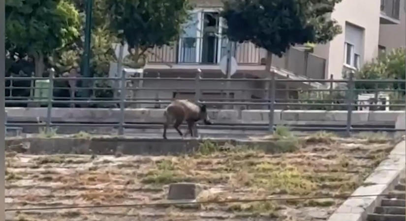 Itt a videó, átúszta a Dunát, aztán elindult Országház felé a Kossuth téren a metróba tévedő vaddisznó