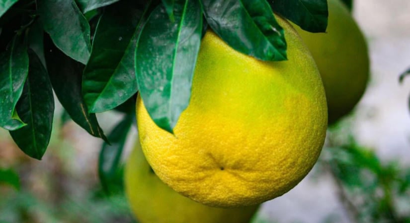 Pomelo: hogyan válaszd ki és hámozd egyszerűen ezt az egzotikus gyümölcsöt?