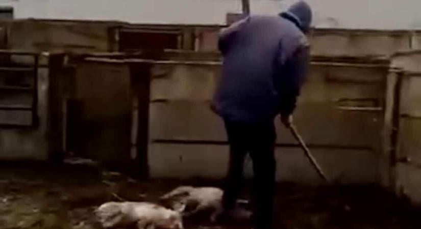 Beismerte tettét a fiatal, aki vascsővel verte agyon a kismalacokat – videón a felkavaró eset