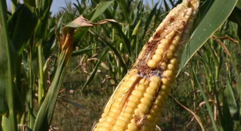 Aflatoxinos lesz a megmaradt kukorica? A betakarítás időpontján múlhat