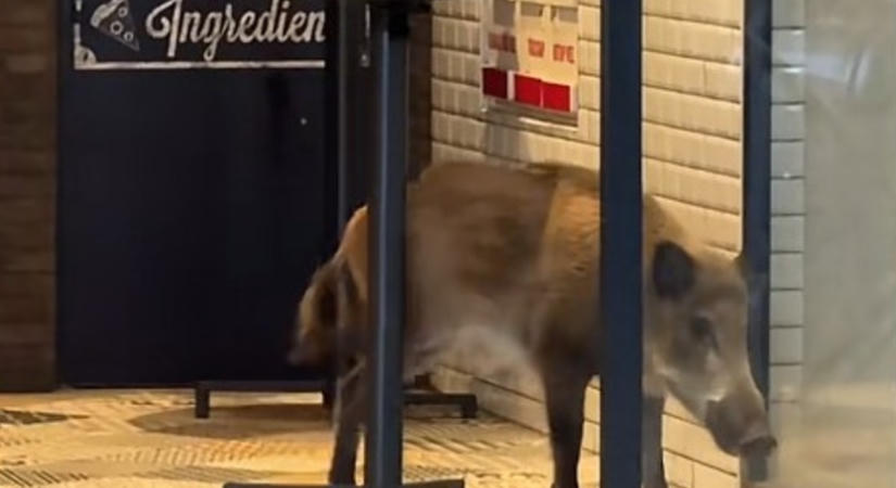 Vaddisznó lépkedett lefelé a Kossuth téri metrómegálló lépcsőjén - leállt a 2-es metró szombat délelőtt