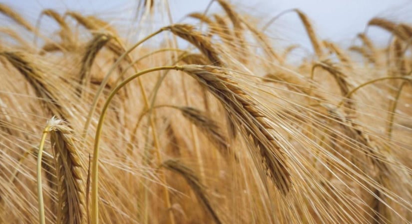 Már 31 herbicidrezisztens esetet tartanak nyilván Spanyolországban