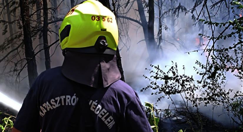 Huszonöt hektáron égett a tarló Bácsbokod közelében, fenyőerdőben küzdöttek a lángokkal Kisszállásnál  fotók