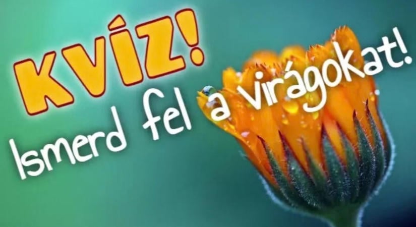 Kvíz: Felismered mind a 8 virágot képekről?