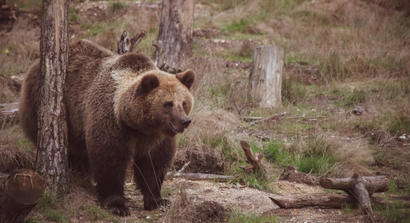 Figyelmeztették a tiszabecsieket: medve jár a környéken, nem is egy!