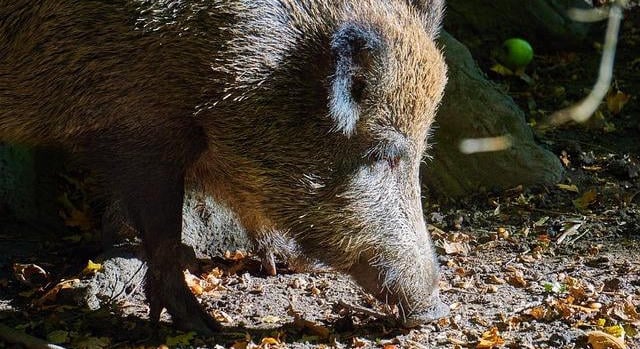 Újabb megyében azonosítottak ASP-vel fertőzött vaddisznót