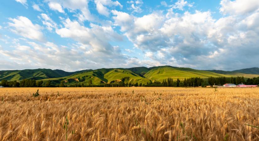 Kínai mezőgazdasági csoda? Így csináltak aranybányát a fagyos pusztaságból