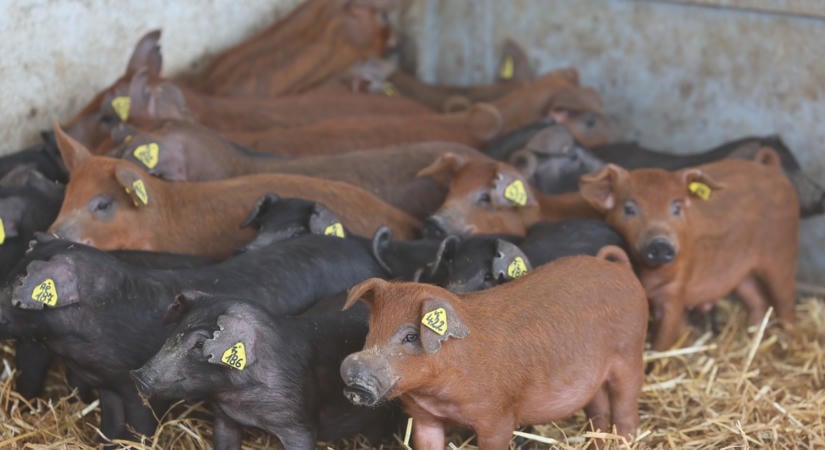 Isten hozott mangalicaországban! - Katonai kerítés mögött kényeztetik a magyar csodadisznókat - így élnek a legszebb magyar farm állatai