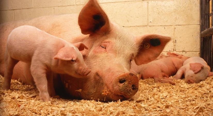 Kényszermunkára kötelezte ismerősét egy férfi egy jánossomorjai sertéstelepen