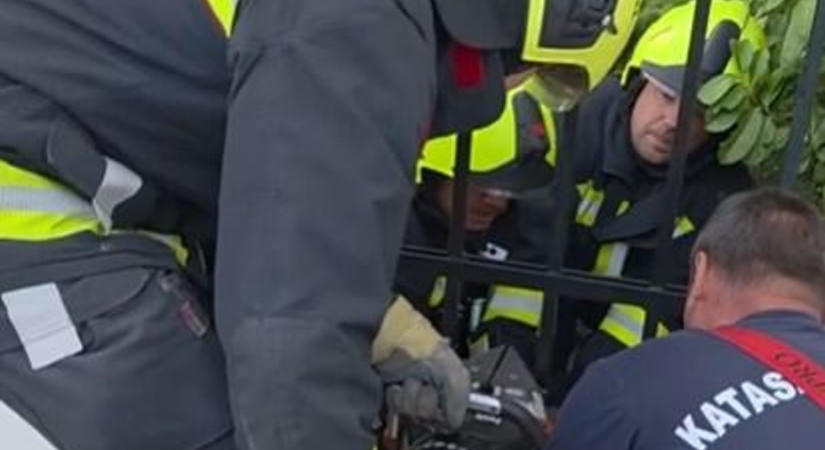 Szegény kis őzikére bukkantak a tűzoltók, beszorult a feje egy kapu rácsaiban - videó