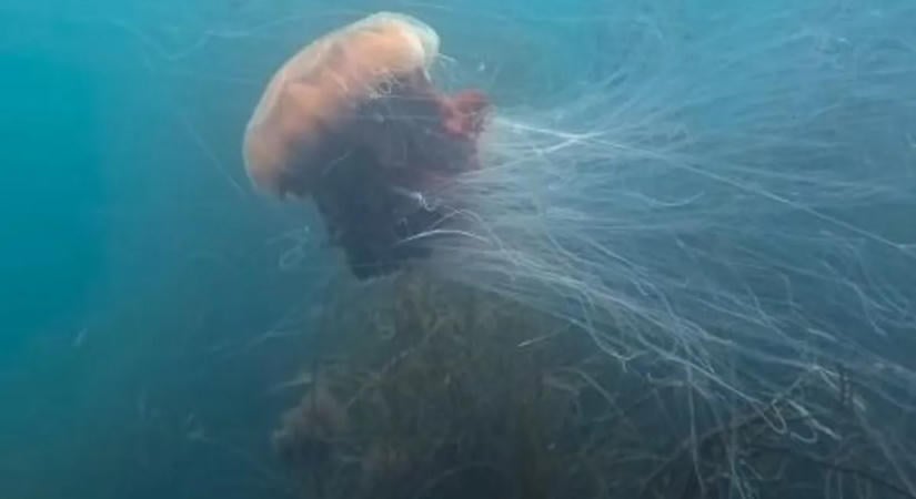 Gigantikus csápos szörnyeteget vettek videóra a tengerben, a vége eltűnt a láthatáron