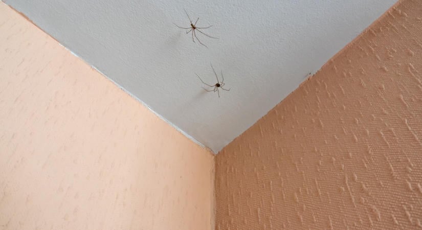 Kevesen tudják: Ezt ne tedd, ha kaszáspókot látsz a lakásban