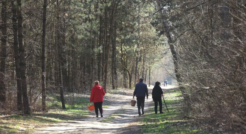 Még mindig szomjazik az erdő, kényszerű lépésekre kényszerült a SEFAG Somogyban