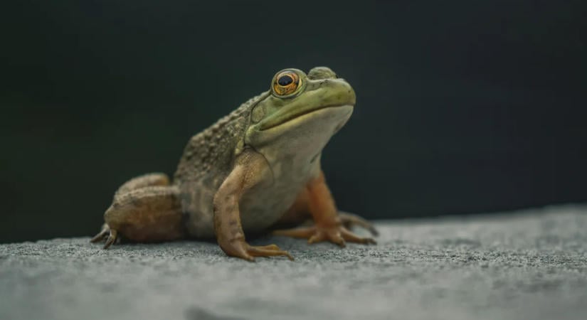 Új békafajt fedeztek fel a kutatók az Amazonas elárasztott erdeiben – videó