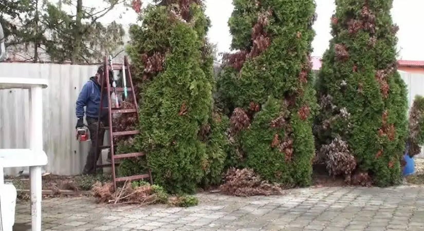Ezt tedd meg a tujával ősszel, hogy tavasszal gyönyörű zöld legyen