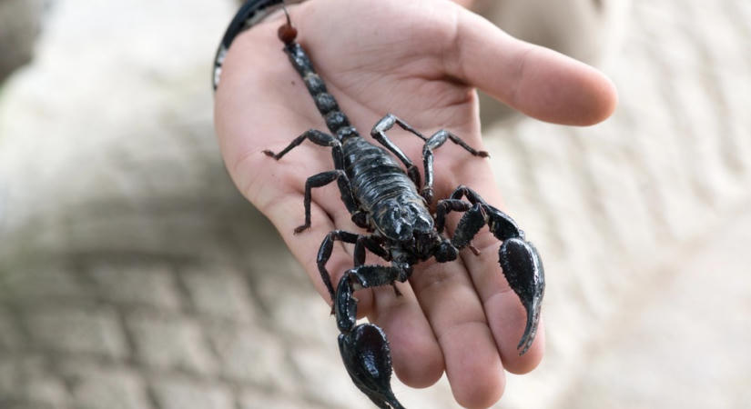 Bizarr potyautas! Skorpió bújt egy utas kabátjába a düsseldorfi repülőtéren, meg is csípte a nőt