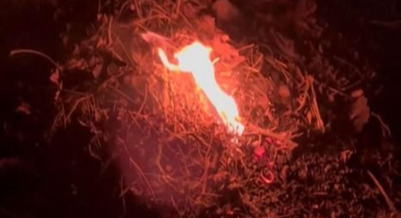 Kis híján nagy baj lett: őrizetlenül égett a zöldhulladék Lovasnál (videó)