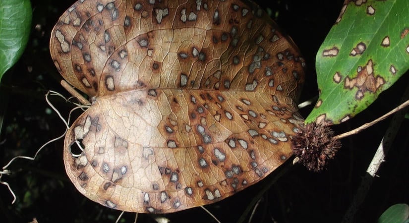 Már Luxemburgban is azonosították a Xylella fastidiosa baktériumot