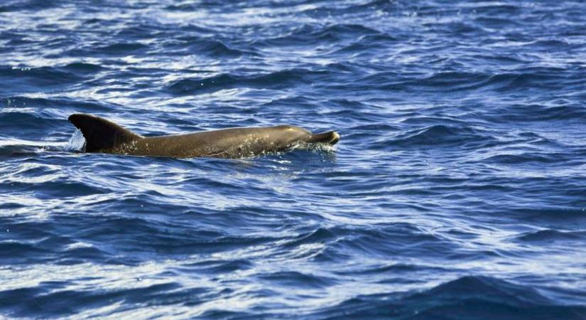 Döbbenetes közeli felvételek készültek az Adria híres sebhelyes delfinjéről: most először videózták a víz alatt