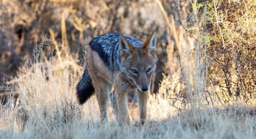 Farkas támadta a 4 éves kislányt, az anyja papuccsal kergette el