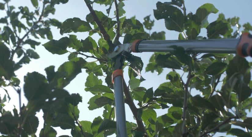A szilva őszi zöldmetszését így érdemes elvégezni