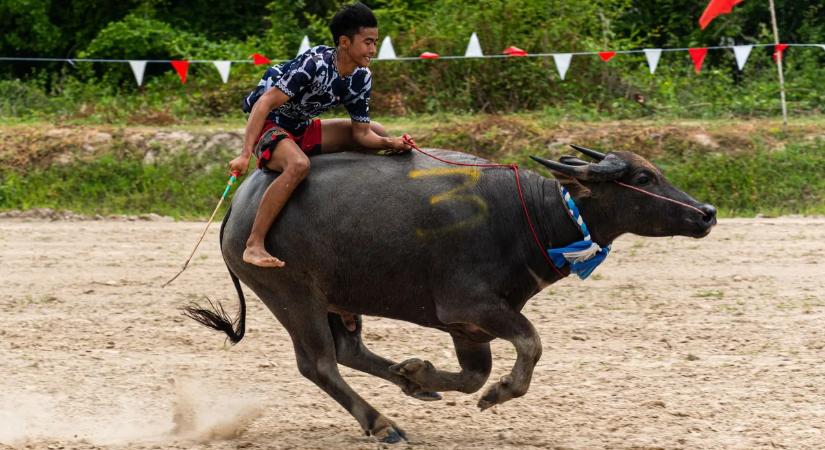 Őrült bivalyverseny Thaiföldön