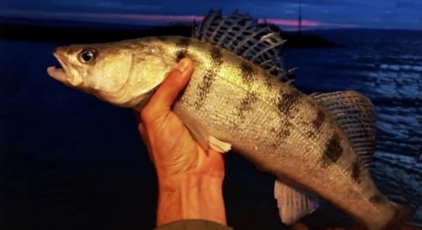 18 év után újra ritka hibrid hal került elő a Balatonból