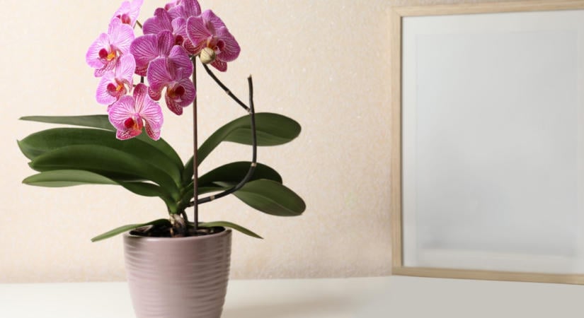 Soha ne csináld ezt az orchideával ősszel: búcsút mondhatsz az új virágoknak, ha mégis elköveted ezt a hibát