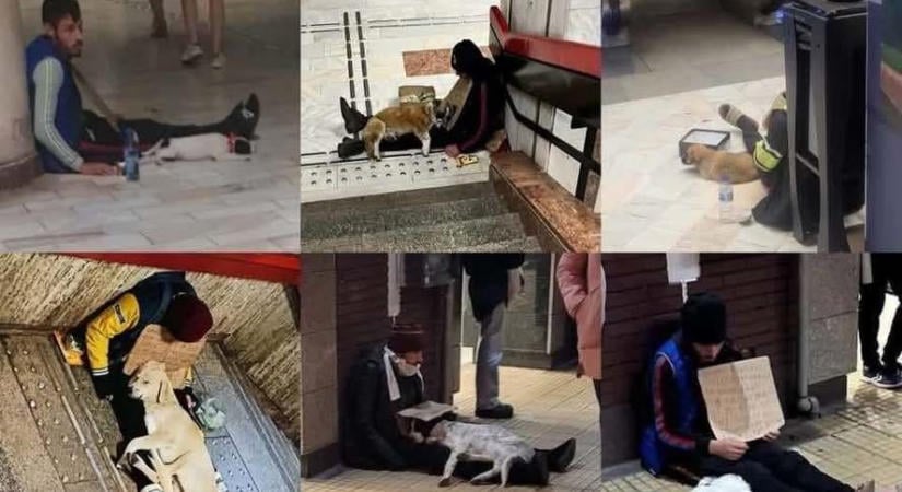 Koldust gyanúsítanak azzal, hogy kutyákat lop, elkábítja és a kéregetéshez használja