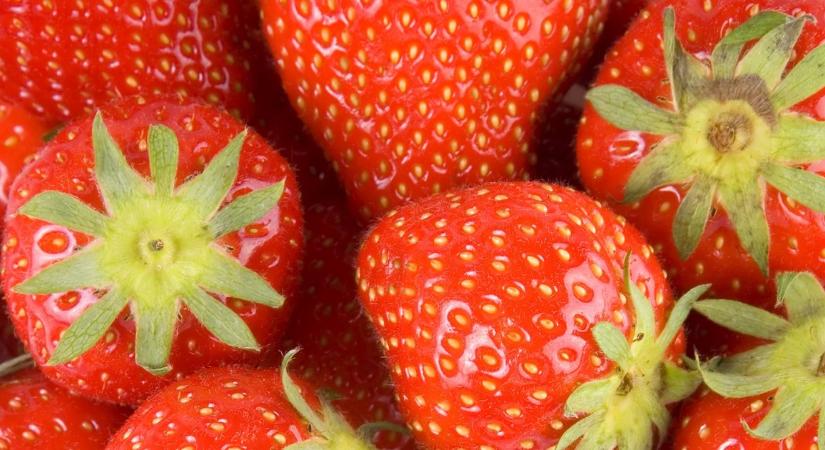 Kitört a lajosmizsei eperbotrány: súlyos csalásokat lepleztek le az ellenőrök