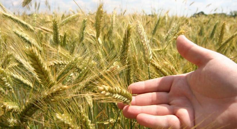 Újabb csapás érte a magyar mezőgazdaságot, drámai adatokat közöltek