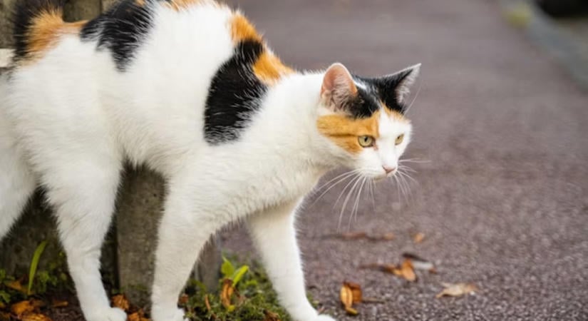 Miért lehet messziről felismerni a macskapisi szagát? A kutatók belenéztek a kémiájába
