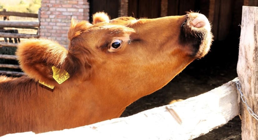 Fülétől a farkáig – belestünk a várvölgyi Farm54 kulisszái mögé, így élnek a zalai angusok (galéria)