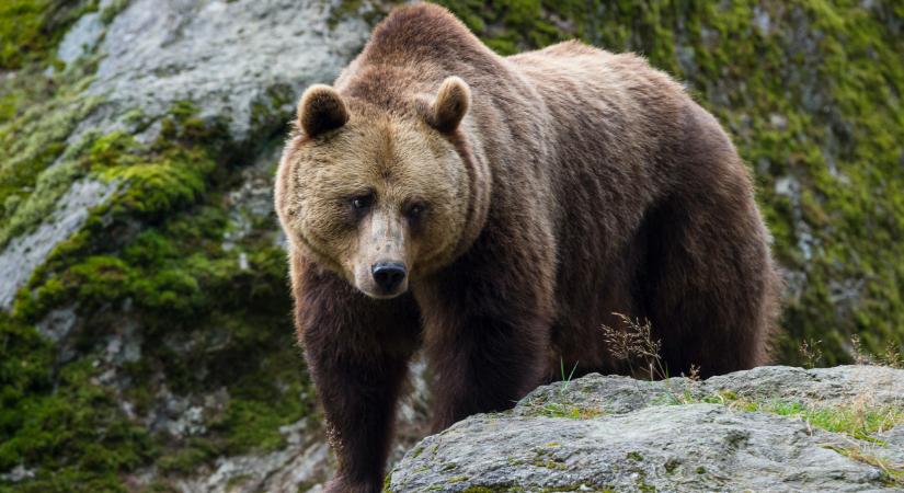 Folyamatosan érkeznek a medvék jóslatai: ekkor érkezhet végre a tavasz az országba