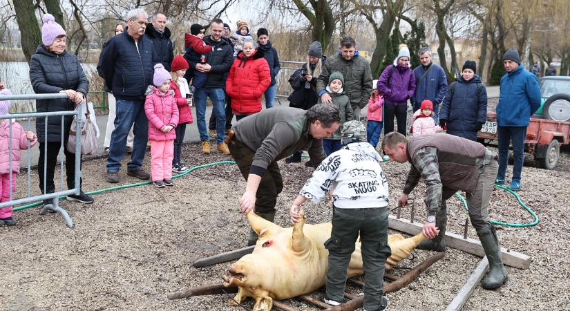 Látvány disznóvágás-hagyományőrzés Gyirmóton