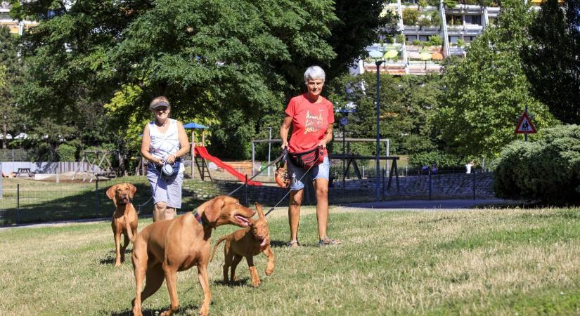 Új online platform segíti a felelős állattartást Bécsben