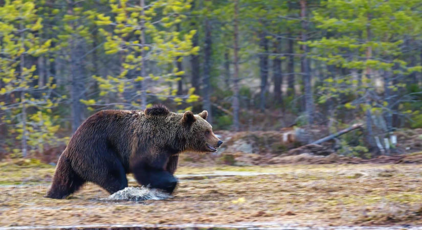 Uniós konzultáció: hétfőig lehet kitölteni a medvehelyzetet is érintő kérdőívet