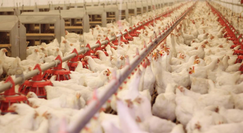 A baromfiszektor lehet a Mercosur-megállapodás legnagyobb vesztese – kemény időszak vár a hazai termelőkre