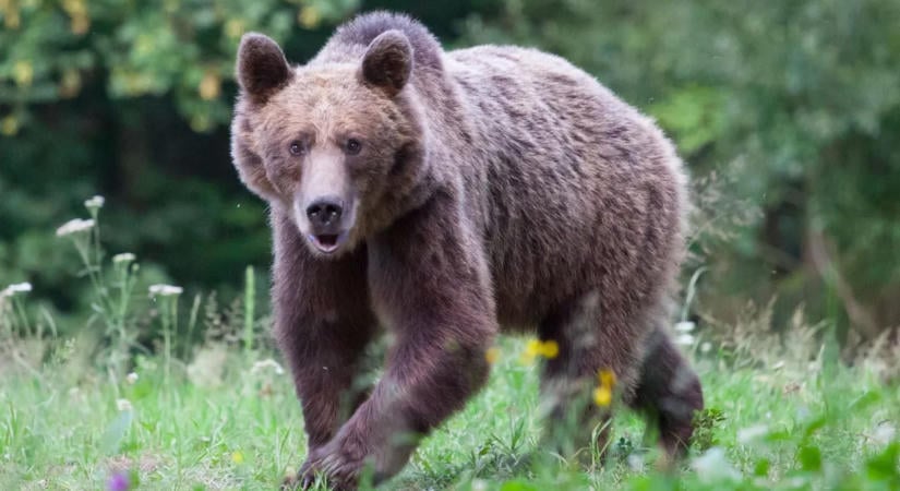 Medvék zavarták meg az orosz választást – szokatlan intézkedésre kényszerültek a hatóságok