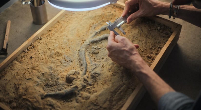Új gigantikus dinoszauruszfajt fedeztek fel egy építkezés alatt