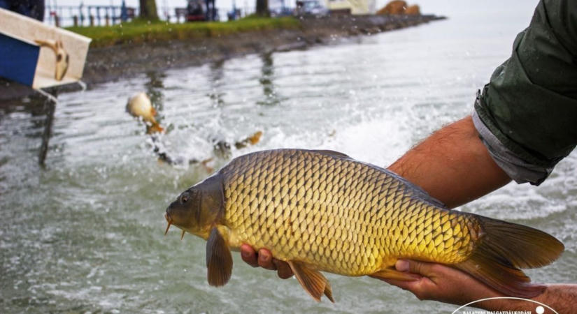 Nem is pontyos tó a Balaton? Meglepő igazság derült ki a magyar tenger kedvelt haláról