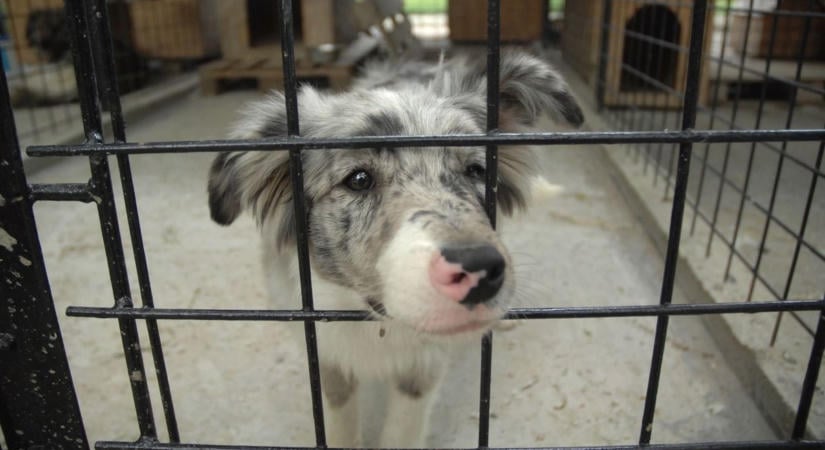 Összefogás a bajba jutott állatokért: tápgyűjtési akciók Babócsán