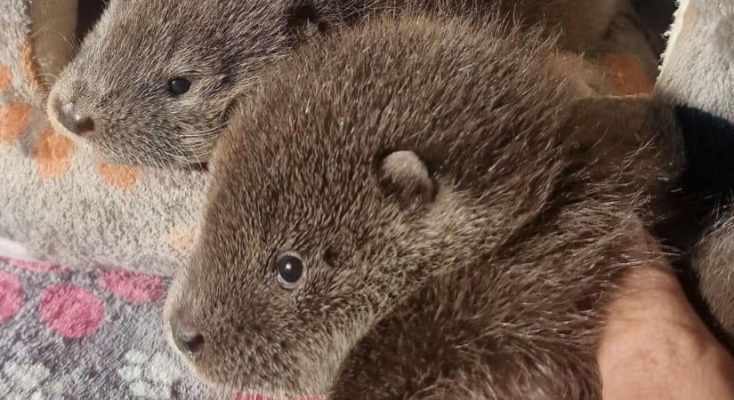 Pörög az élet a Petesmalmi Vidraparkban – egymást követik az események