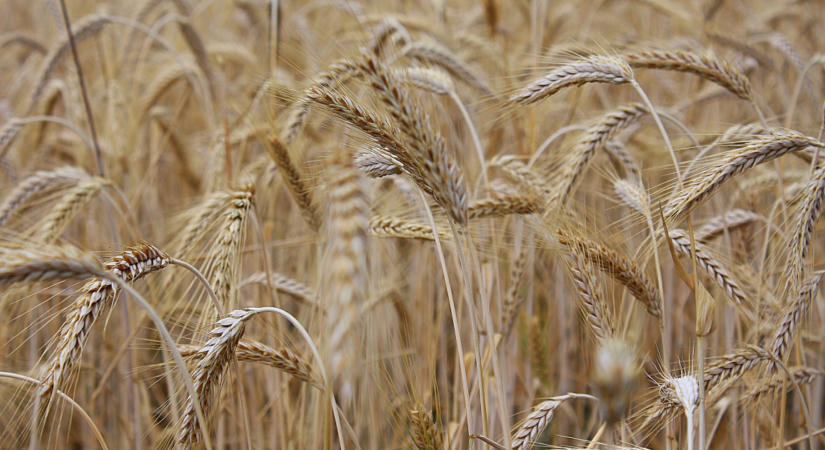 Rossz hír a világ élelmiszerpiacáról: újra drágulni kezdtek az alapanyagok