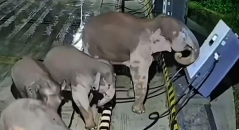 Elefántcsorda találkozott egy autótöltővel, a töltő húzta a rövidebbet – videó