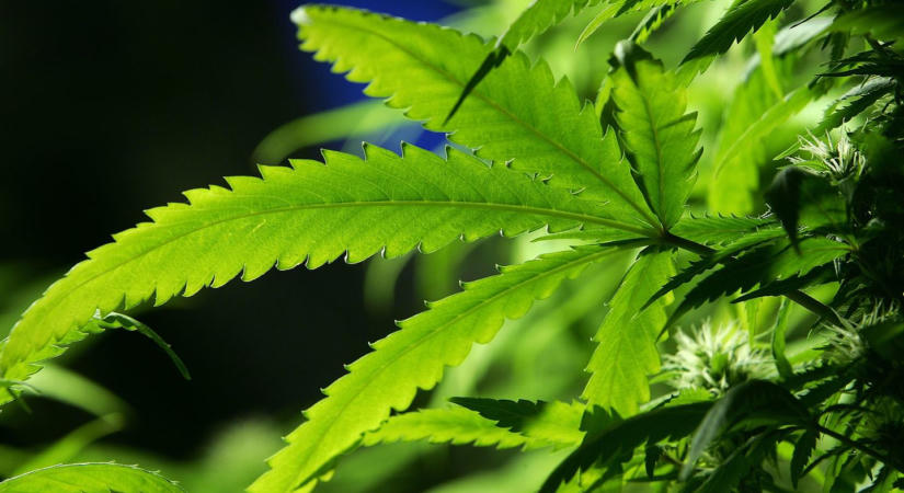 Alig van magyar, aki ne támogatná az orvosi kannabisz bevezetését