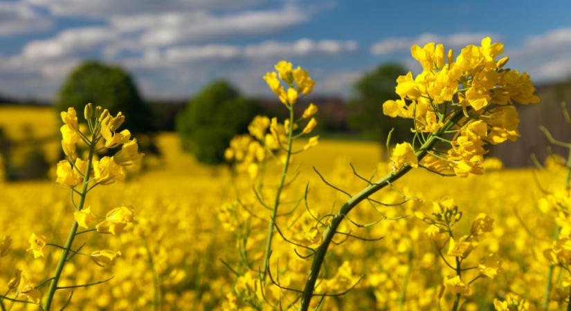A repce őszi gombakórokozói – mire kell figyelni?
