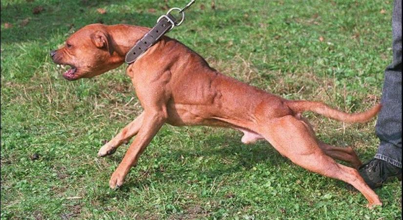 Vakvezető kutyára támadt egy pitbull Kiskörén